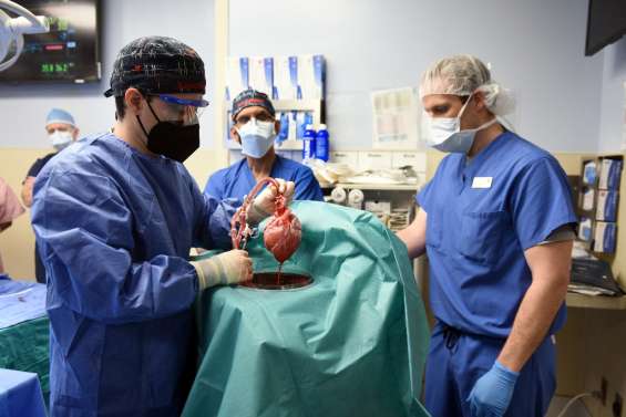 Le premier patient greffé avec un coeur de porc meurt deux mois après son opération