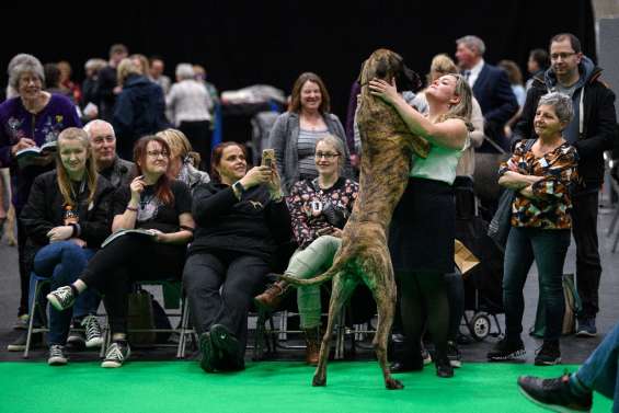 Au Royaume-Uni, le salon canin Crufts de retour, sans participants russes