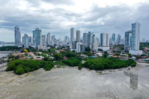 Les mangroves du Panama, étape privilégiée pour les oiseaux migrateurs du continent américain