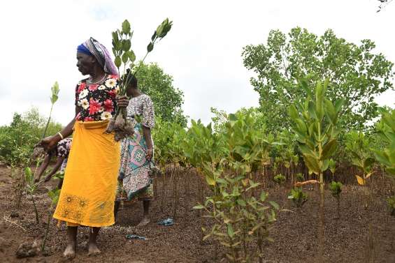 Surexploitée, la précieuse mangrove kényane 