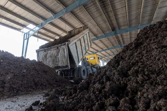 L'Inde mise sur la bouse de vache, une source d'énergie renouvelable prometteuse