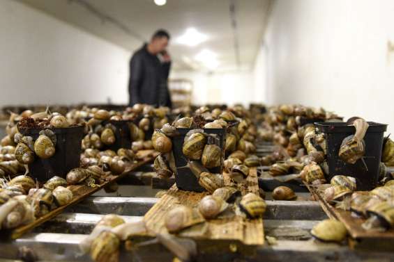 Dans l'Ukraine en guerre, les espoirs doublement douchés d'un éleveur d'escargots