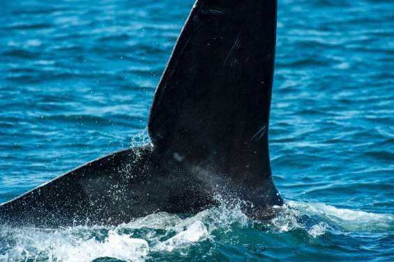 Dans l'Atlantique, des scientifiques au chevet des baleines noires