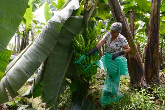 La banane d'Equateur, premier exportateur mondial, subit la guerre en Ukraine