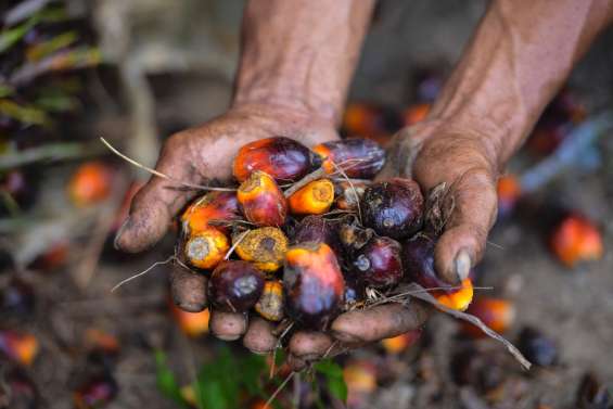 L'Indonésie suspend toutes ses exportations d'huile de palme