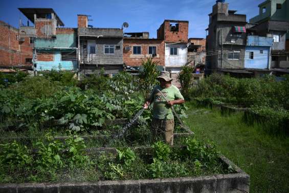 Brésil: à Rio, des potagers géants pour produire du bio en pleine ville