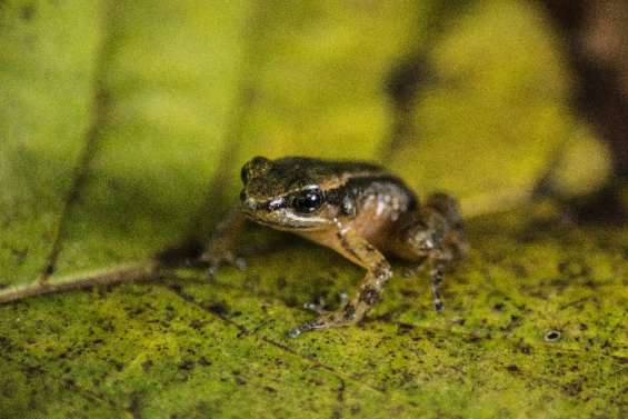 Sauver la grenouille de Mucuchies:  la mission d'un laboratoire au Venezuela