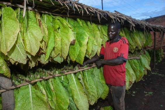 Malawi: le marché au plus bas, des producteurs de tabac misent sur le cannabis