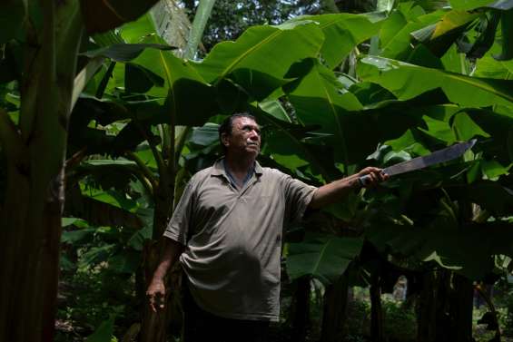 Maladies, stérilité, impunité: le legs d'un pesticide au Nicaragua