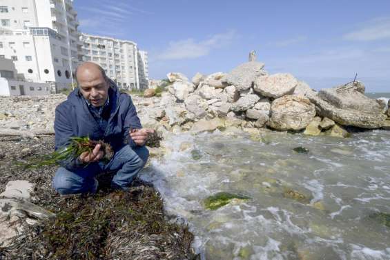 En Tunisie, les herbiers marins de posidonie risquent l'extinction