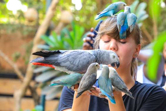 A Khartoum, un sanctuaire végétal accueille des oiseaux exotiques