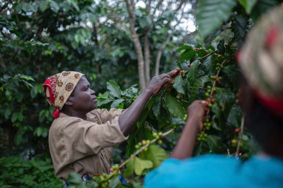 Le café au secours de la forêt tropicale du Mozambique