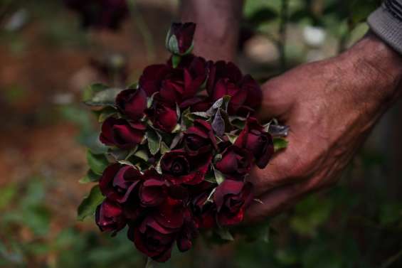 Noires et vertes, les mystères des roses turques sauvées des eaux