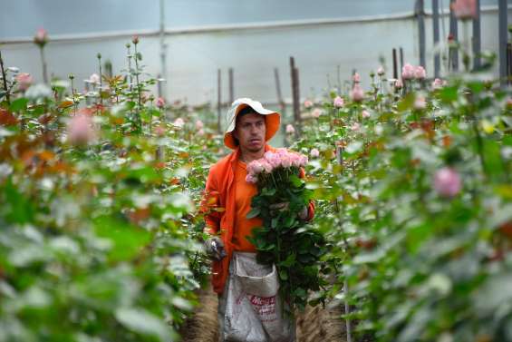 La course d'obstacles des roses équatoriennes pour arriver sur les étals du monde