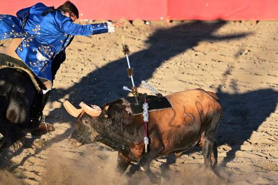 Au coeur de la Californie, la communauté portugaise fait vivre la corrida, sans effusion de sang