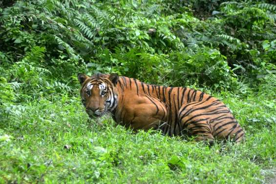 Les tigres sauvages sont plus nombreux dans le monde qu'on ne pensait