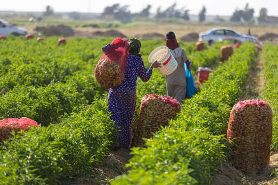 Les petits paysans d'Egypte, maillon vital mais délaissé de la chaîne alimentaire