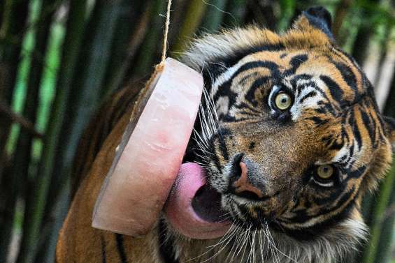 Au zoo de Rome, des sorbets pour rafraîchir les animaux 