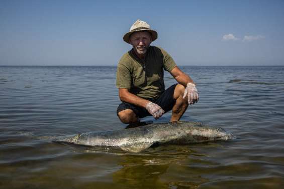 Guerre en Ukraine: le scientifique qui mesure l'hécatombe des dauphins en mer Noire