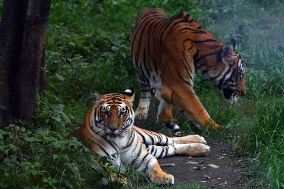 Un tigre dans l'ordinateur: l'intelligence artificielle contre le trafic de félins