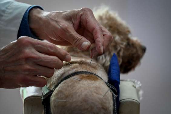 En Chine, l'acupuncture c'est aussi... pour chiens et chats