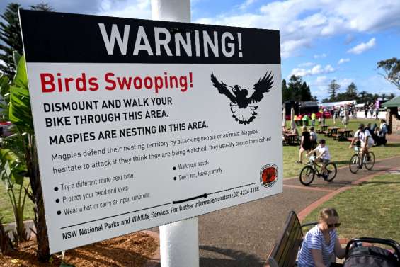 Hitchcock à Wollongong: les champions cyclistes menacés par les oiseaux