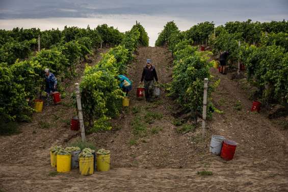 Dans le sud de l'Ukraine, les vendanges 