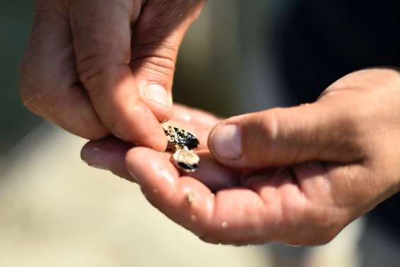 Le réchauffement climatique menace les moules de la Méditerranée espagnole