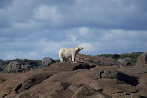 Quand l'ours blanc se retrouve loin de sa banquise