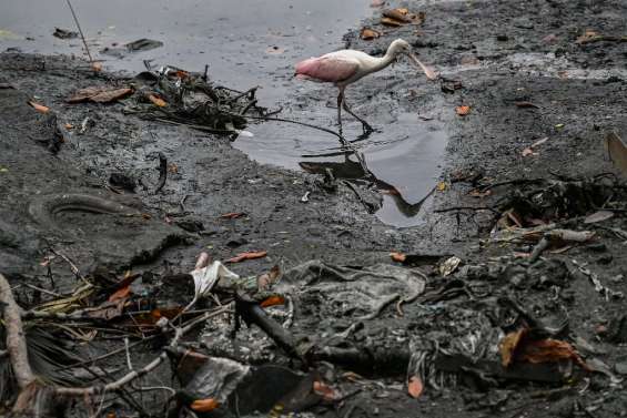 En Equateur, des îles flottantes pour sauver l'estuaire de Guayaquil