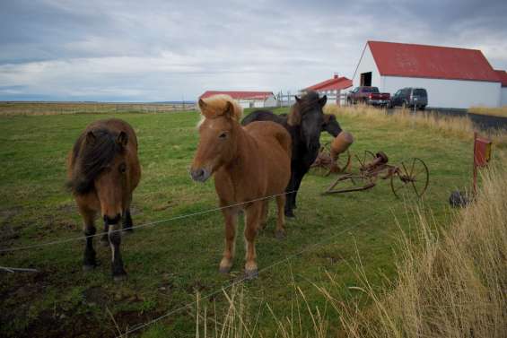 En Islande, on saigne bien les chevaux