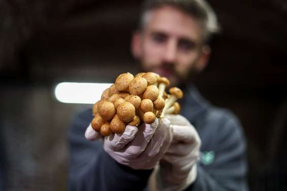 A Bruxelles, de la bière et du pain pour faire pousser les champignons