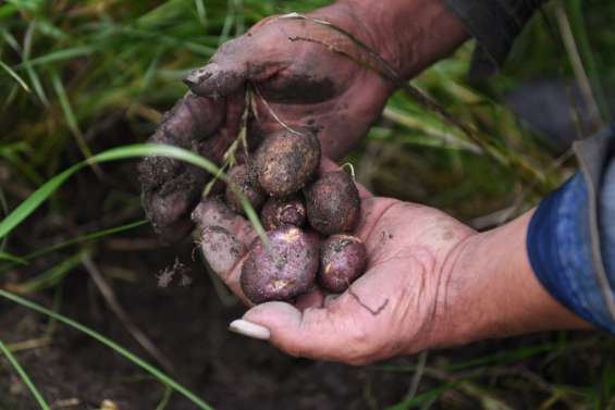 En Colombie, 50 nuances de pommes de terre