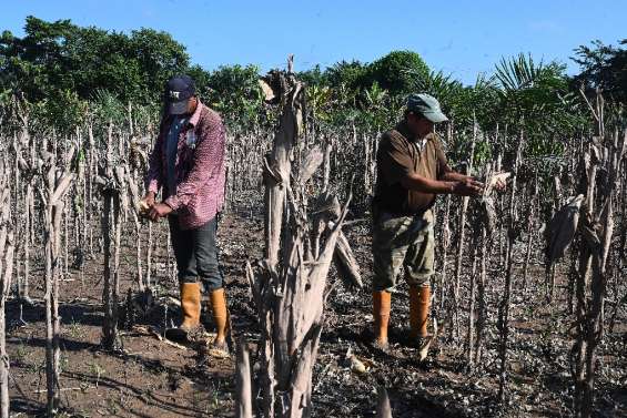 Amérique centrale: la détresse des agriculteurs face aux phénomènes climatiques extrêmes à répétition