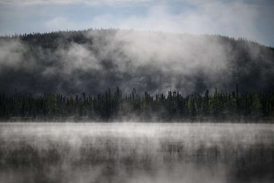 Vitale pour la planète, la forêt boréale aussi est en danger