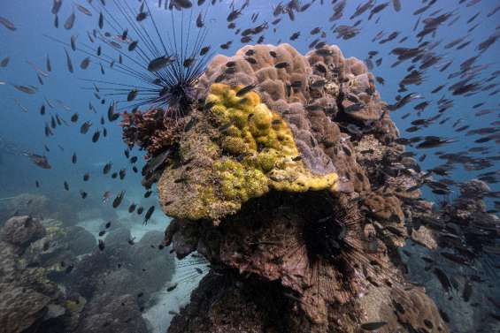 Thaïlande: des scientifiques démunis face à une nouvelle maladie tuant le corail