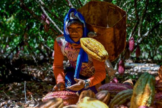 En Colombie, cocaïne contre cacao, ou le chocolat du 