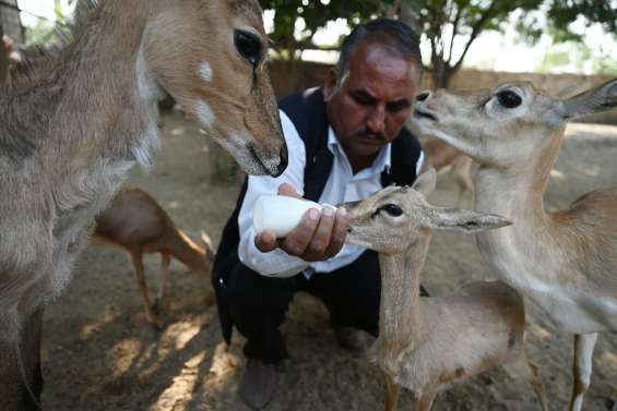 En Inde, pour les bishnoï, 