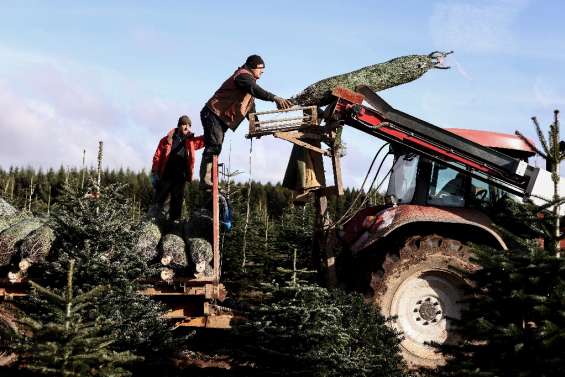 Epineuse fin d'année pour les producteurs de sapins belges