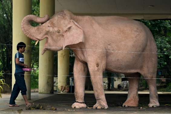 Birmanie: l'éléphant blanc, un signe de bon augure récupéré par la junte