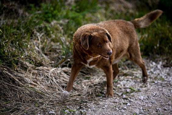 Portugal: Bobi, 30 ans, sacré le chien le plus vieux du monde