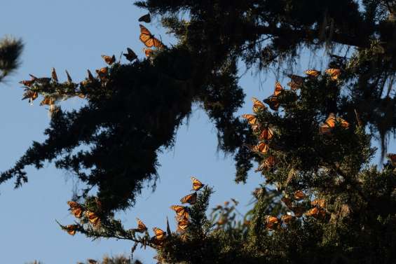 Les papillons monarques californiens reviennent de loin