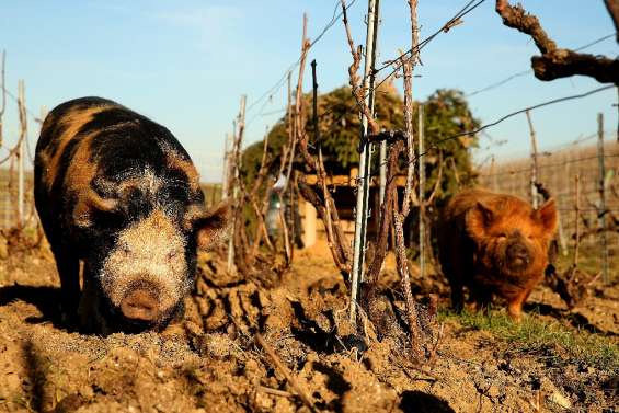 En Champagne, des cochons de 