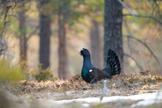 Le trépas annoncé du grand tétras dans les Vosges