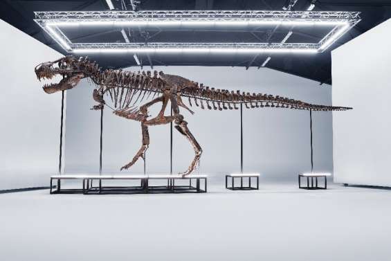 Un tyrannosaure rex va être vendu aux enchères en Suisse