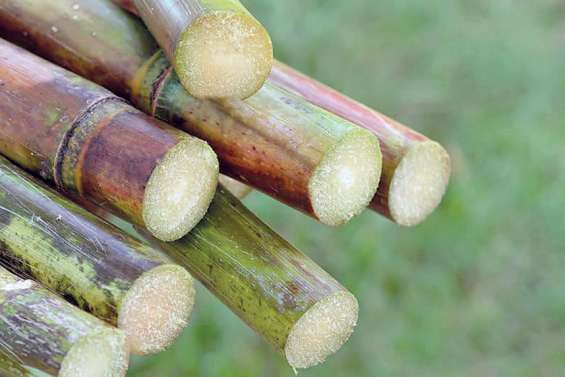 Aux origines de la canne à sucre