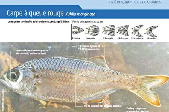 Identifier les poissons d’eau douce pour les protéger