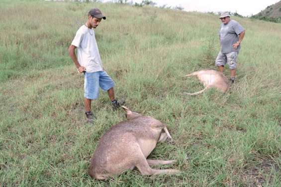 Trois cerfs apprivoisés abattus à Bourail