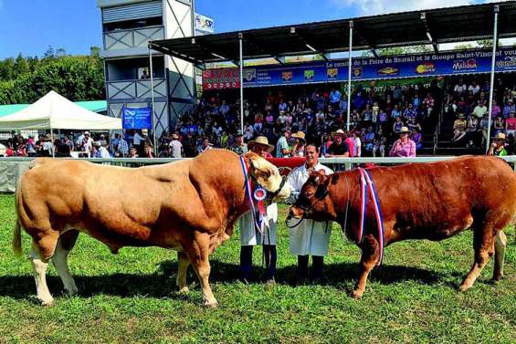 À cinq jours de la Foire, les éleveurs « bichonnent » leurs champions