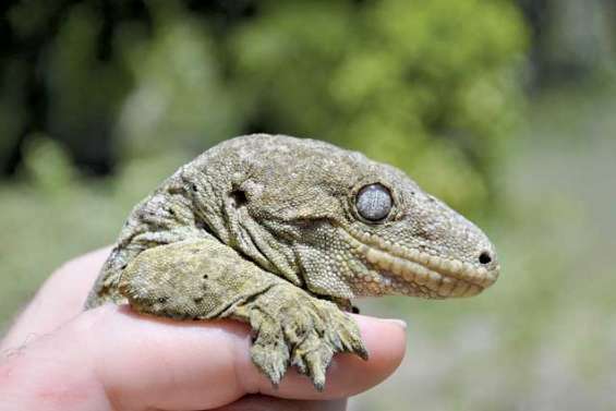 Les geckos, baromètres vivants  de notre biodiversité